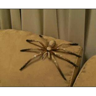 Spider-couch-prank