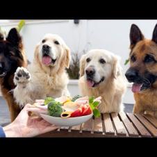 FUNNY Dogs Eating Weird Food Reactions!