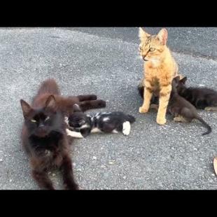 Two homeless mother cats take turns feeding their kittens while hiding in an abandoned street