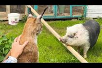 ПРОГУЛКА РЫСЕЙ И СВИНЬИ