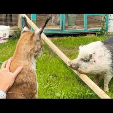 ПРОГУЛКА РЫСЕЙ И СВИНЬИ