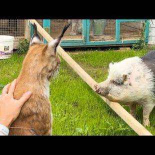 ПРОГУЛКА РЫСЕЙ И СВИНЬИ