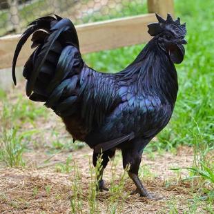 검은 수탉 Ayam Cemani