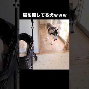 猫を探してる犬...笑#shorts