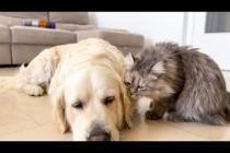 Poor Dog Just Wants to Nap… But the Cat Says No