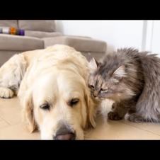Poor Dog Just Wants to Nap… But the Cat Says No