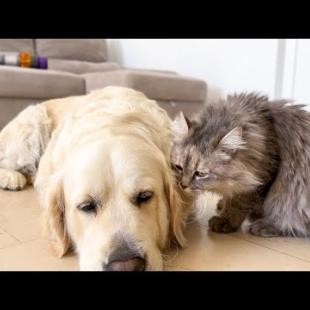 Poor Dog Just Wants to Nap… But the Cat Says No