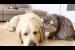 Poor Dog Just Wants to Nap… But the Cat Says No