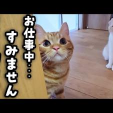 子猫と母猫が犬の異変に気づき知らせにきたのでついて行くと...