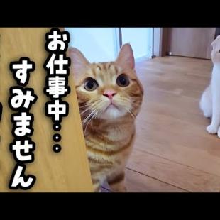 子猫と母猫が犬の異変に気づき知らせにきたのでついて行くと...