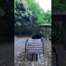 山奥の休憩所にいる黒猫ちゃんはここで休む人を癒やしてくれます