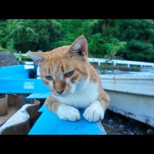 ボートの上の猫ちゃん、人懐っこくて自分からモフられに来た！