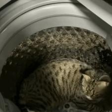 세탁기에 들어간 고양이 나오게 하는 방법