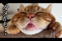 子猫が手術してから様子がおかしいです...