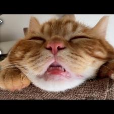 子猫が手術してから様子がおかしいです...