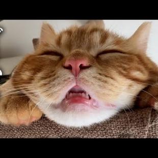 子猫が手術してから様子がおかしいです...