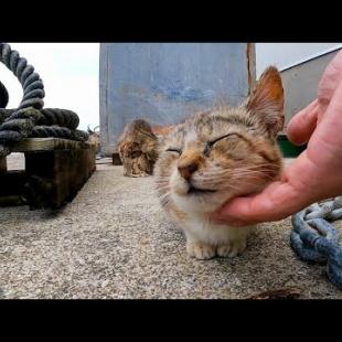 漁港で出会った子猫達をナデナデする