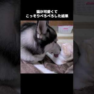 猫がかわいくてこっそりぺろぺろしてた犬...笑#shorts