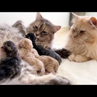 Dad Cat Meets his Newborn Kittens and Kisses Mom Cat!