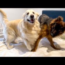 Funny Dogs Occupying the Owner's Bed to Play