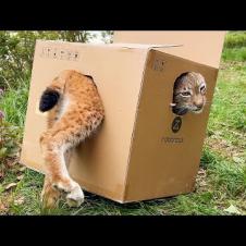 Реакция ПУМЫ и РЫСИ на БОЛЬШИЕ КОРОБКИ / Котята уже пытаются выбраться из гнезда