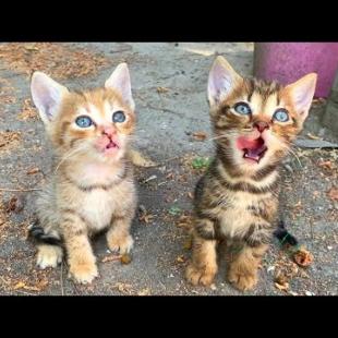 Fluffy kittens living in the backyard play wrestling