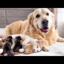 Golden Retriever Protects Mom Cat with Baby Kittens
