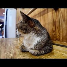 猫島のフェリー乗り場にいた猫がかわいすぎた