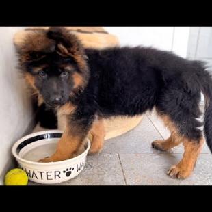 German Shepherd Puppy vs. Her Water Bowl!