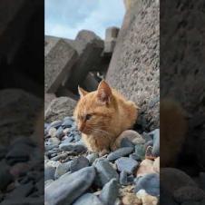 防波堤の子猫カワイイ#猫 #猫島