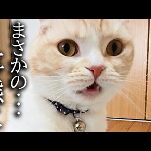 初めて子猫のうんち直後のお尻をくんくんしたら臭くて大変なことに...