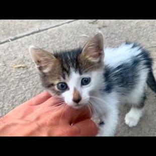 The Little Kitten Was Lonely... He Thought I Was Family 😿