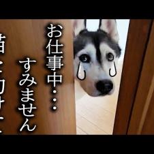 仕事中に犬がくんくん鳴くのでついて行くと猫が大変なことに...