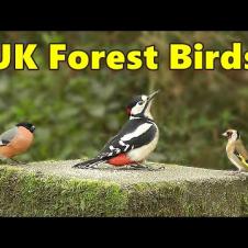 Birds Video ~ Beautiful UK Forest Birds ⭐ 8 HOURS ⭐