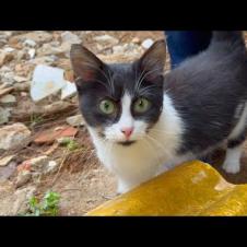 Cute kitten wraps itself around my feet for affection