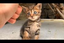 Homeless tabby kitten with deep blue eyes has a lot of fun playing with us