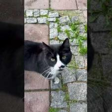 😺💛 Cat Says Hello! So Cute!!#shorts #cat #cats #catshorts #animals  #kitten #adoptstrays #cute