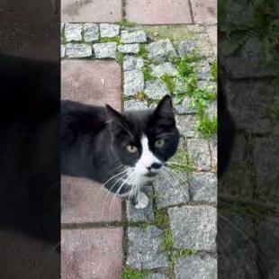 😺💛 Cat Says Hello! So Cute!!#shorts #cat #cats #catshorts #animals  #kitten #adoptstrays #cute