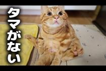 去勢手術でタマタマが無くなったと気付いた子猫の反応に泣けました