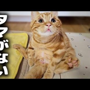 去勢手術でタマタマが無くなったと気付いた子猫の反応に泣けました