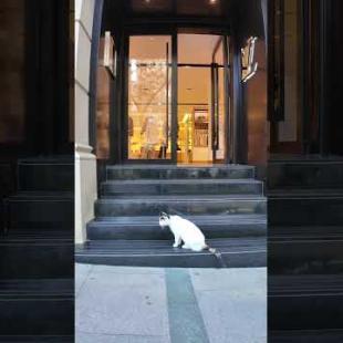 憧れのお店、入るかどうか迷ってる猫