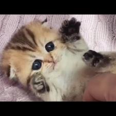 Super Cute Clingy Kittens