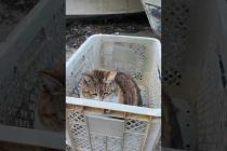 漁港の籠の中で寝ていた猫ちゃん、出てきて撫でられる #ImpressedCatVideo #catisland #猫
