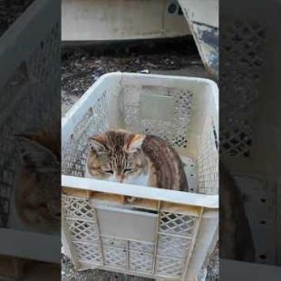 漁港の籠の中で寝ていた猫ちゃん、出てきて撫でられる #ImpressedCatVideo #catisland #猫