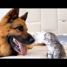 Tiny Kitten Befriends a Gentle Big Dog