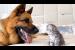 Tiny Kitten Befriends a Gentle Big Dog