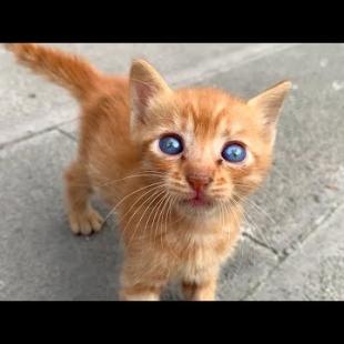 Kittens Waiting for Me at the Park Every Day (Your Heart Will Melt When You Watch It) 🐾💕