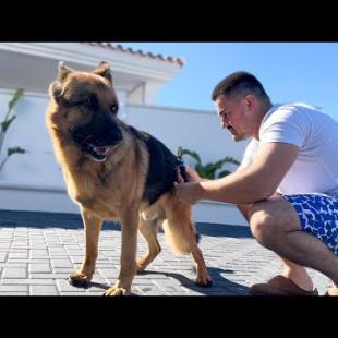 My GERMAN SHEPHERD's Emotional Grooming Routine: Talking and Crying!