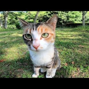 猫の家?の陰から三毛猫がモフられに出てきた