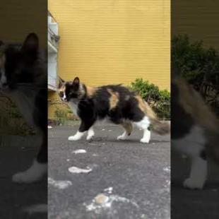 Street cat with face divided into two colors in the middle arouses curiosity #shorts #catshorts #cat